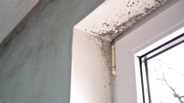 Reliable Columbia, SC Mold Removal Solutions