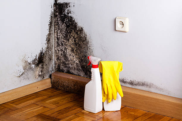 Office Mold Removal Services in Columbia, SC